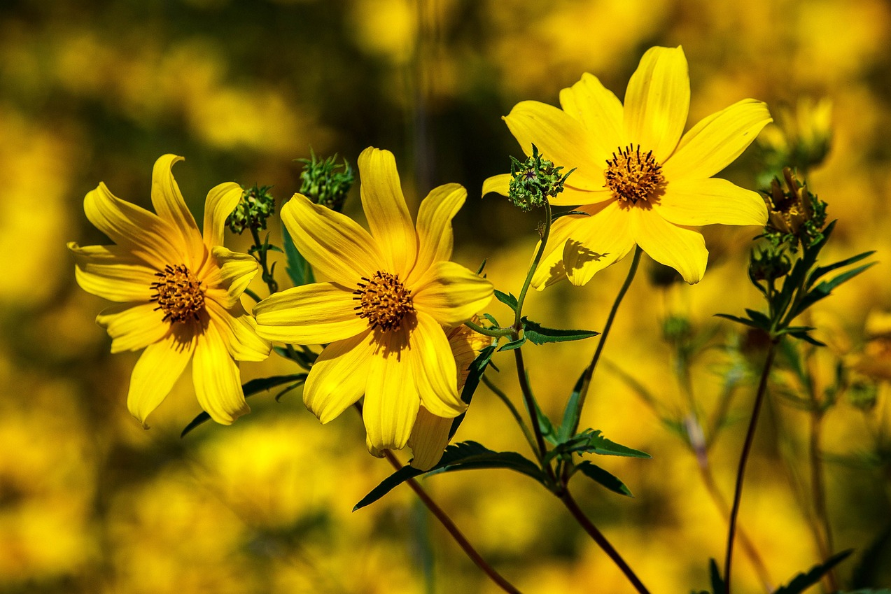 Yellow coreopsis flowers
