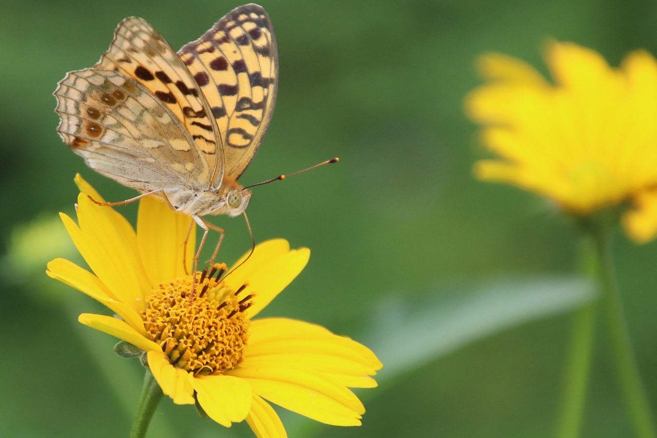 A butterfly on a coreopsis flower