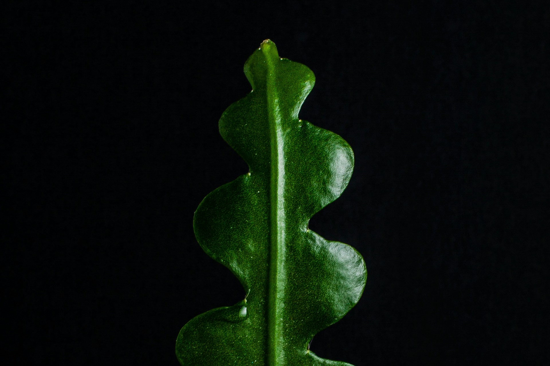 A single fishbone cactus leaf