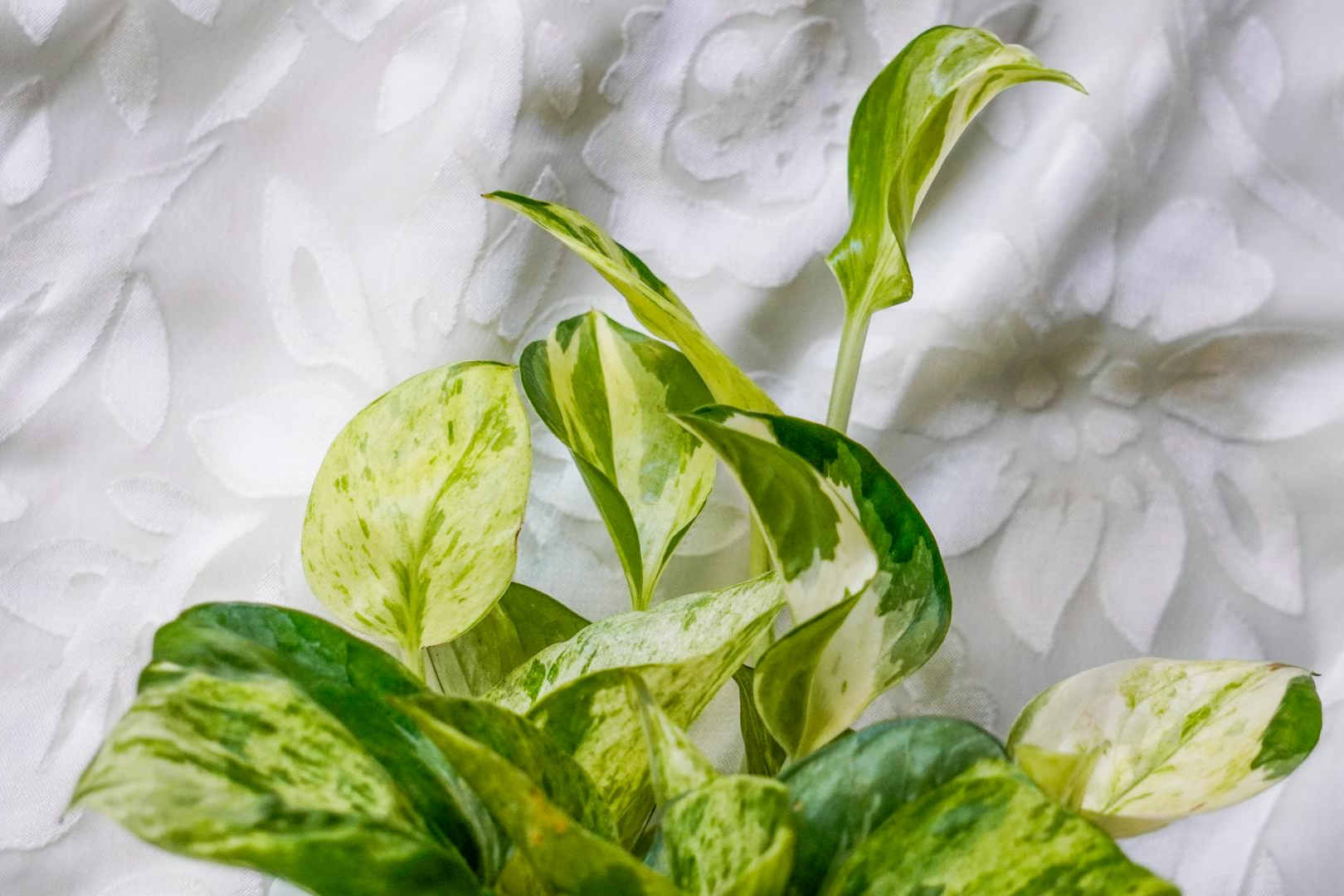How to make your pothos fuller | HappySprout