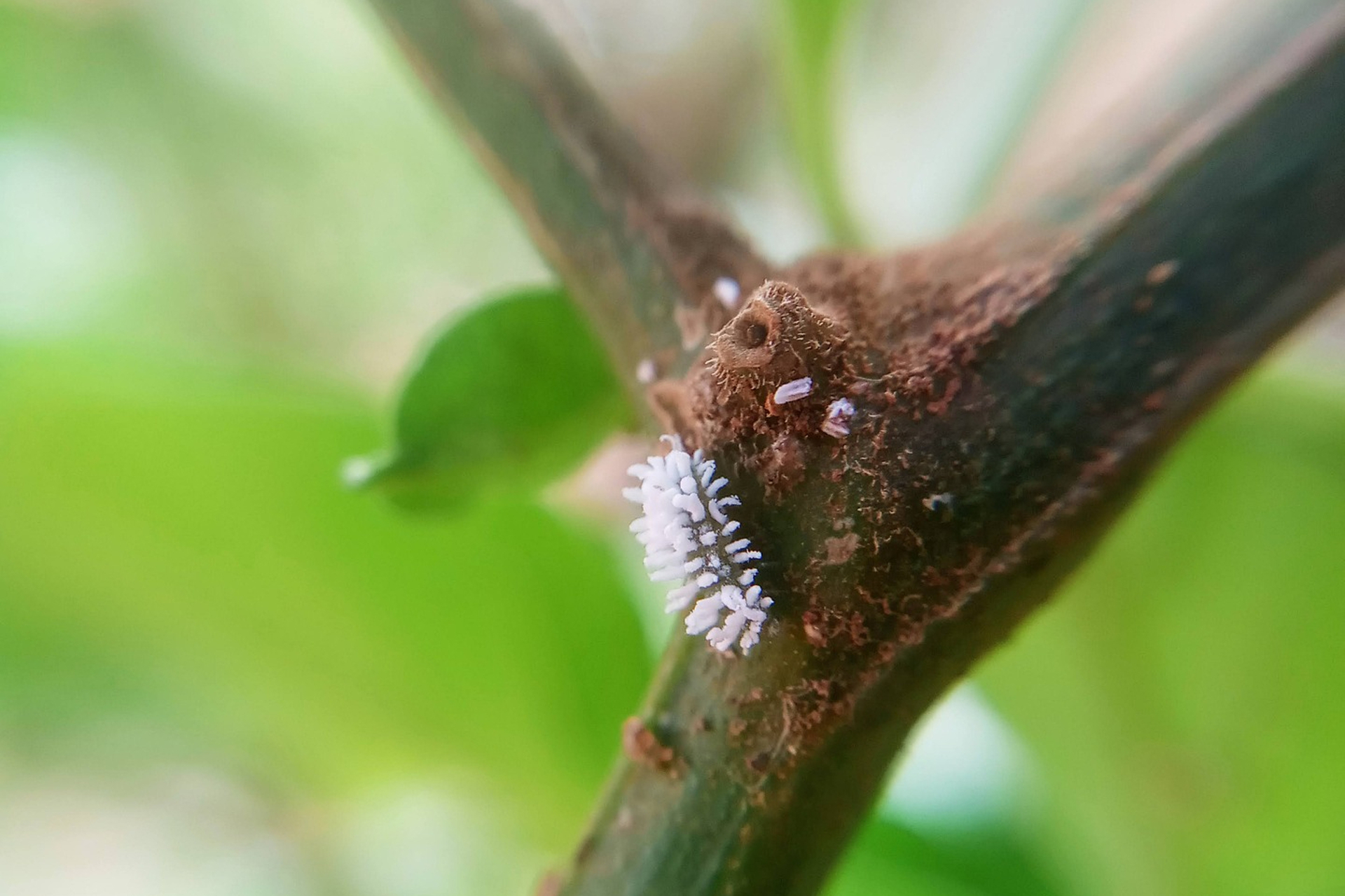 A mealybug on a plant