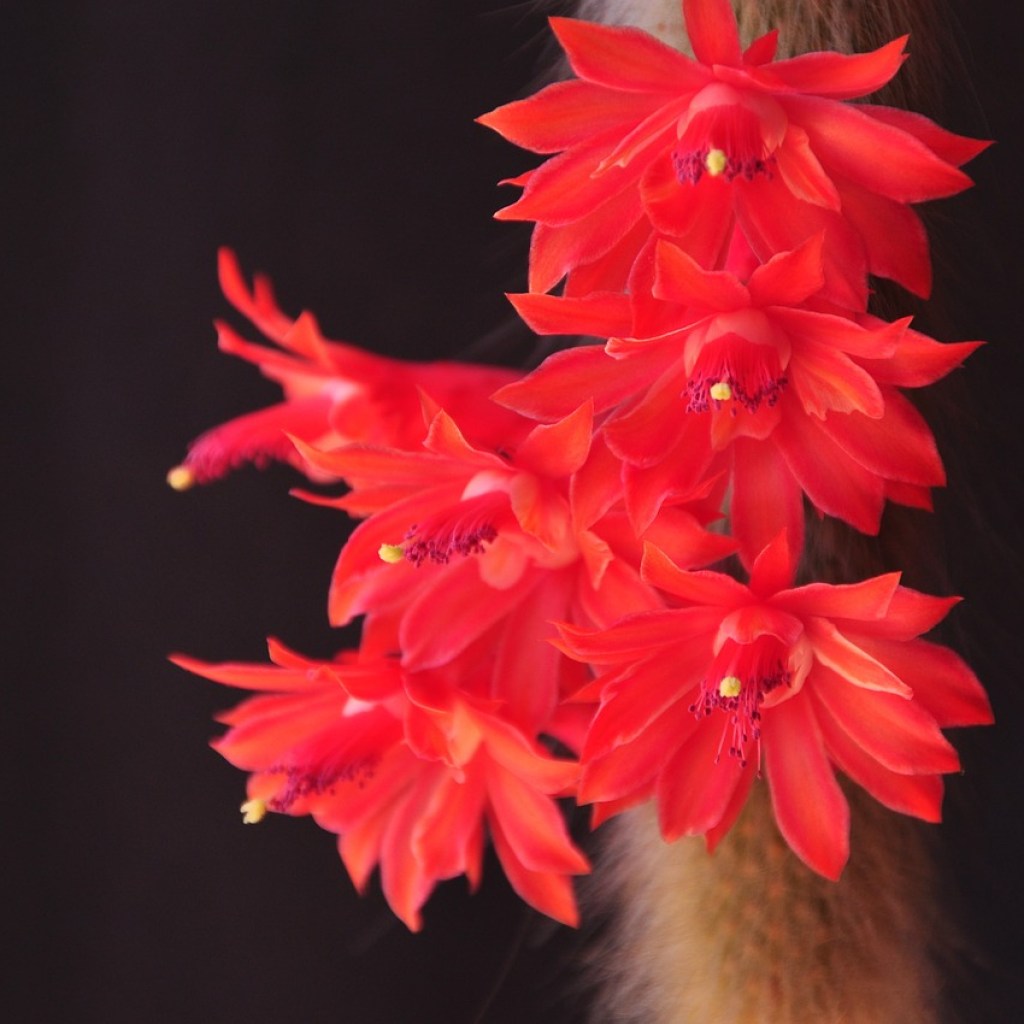A monkey tail cactus with red flowers