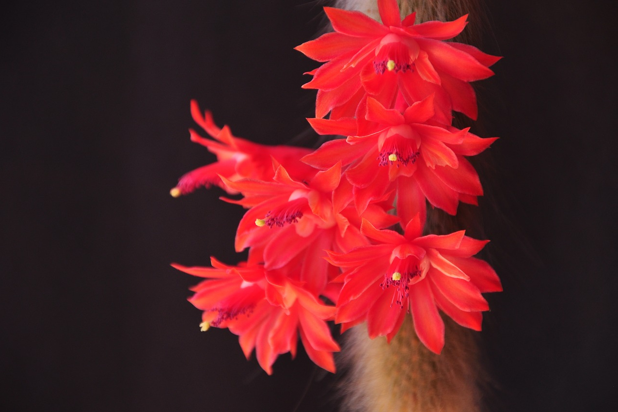 A monkey tail cactus with red flowers