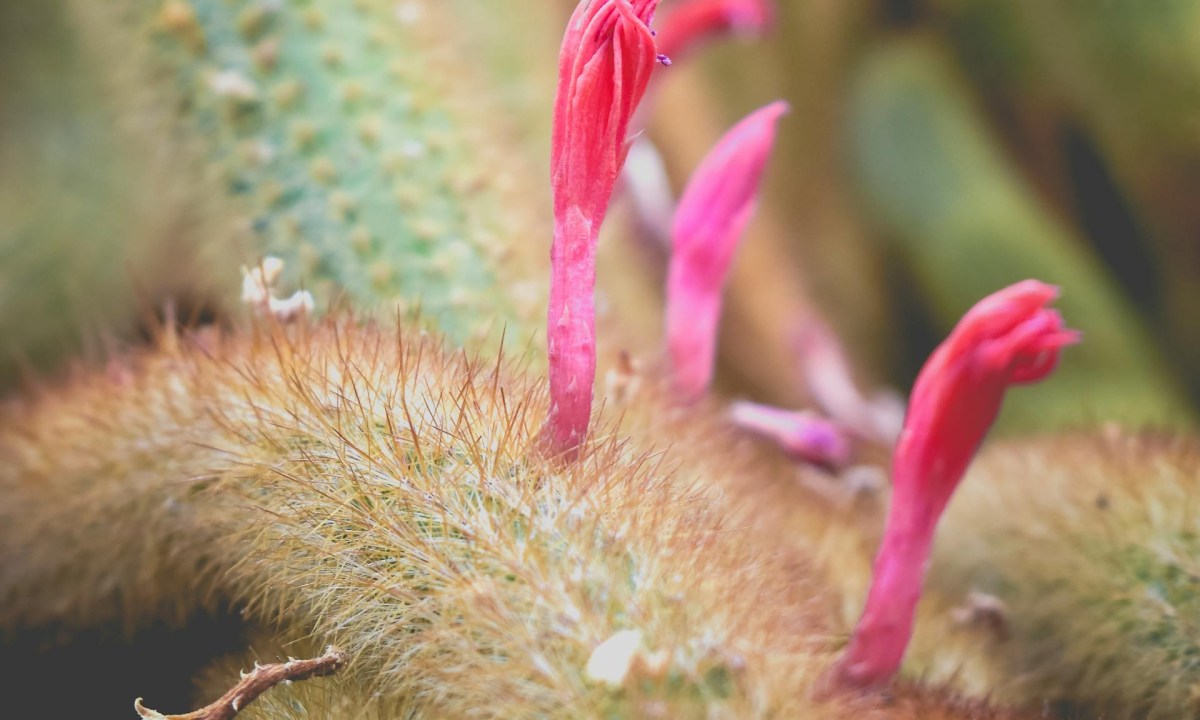 A monkey tail cactus with pink flowers