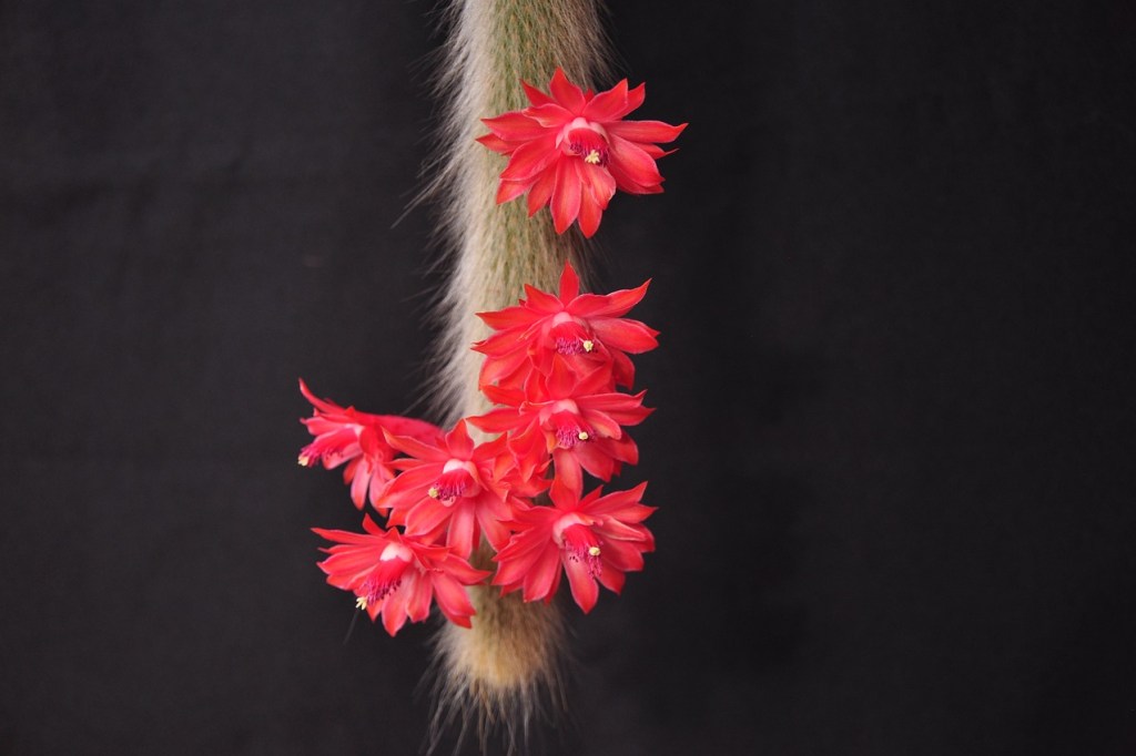 A monkey tail cactus with red flowers