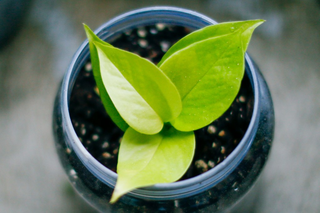 Small neon pothos in a jar