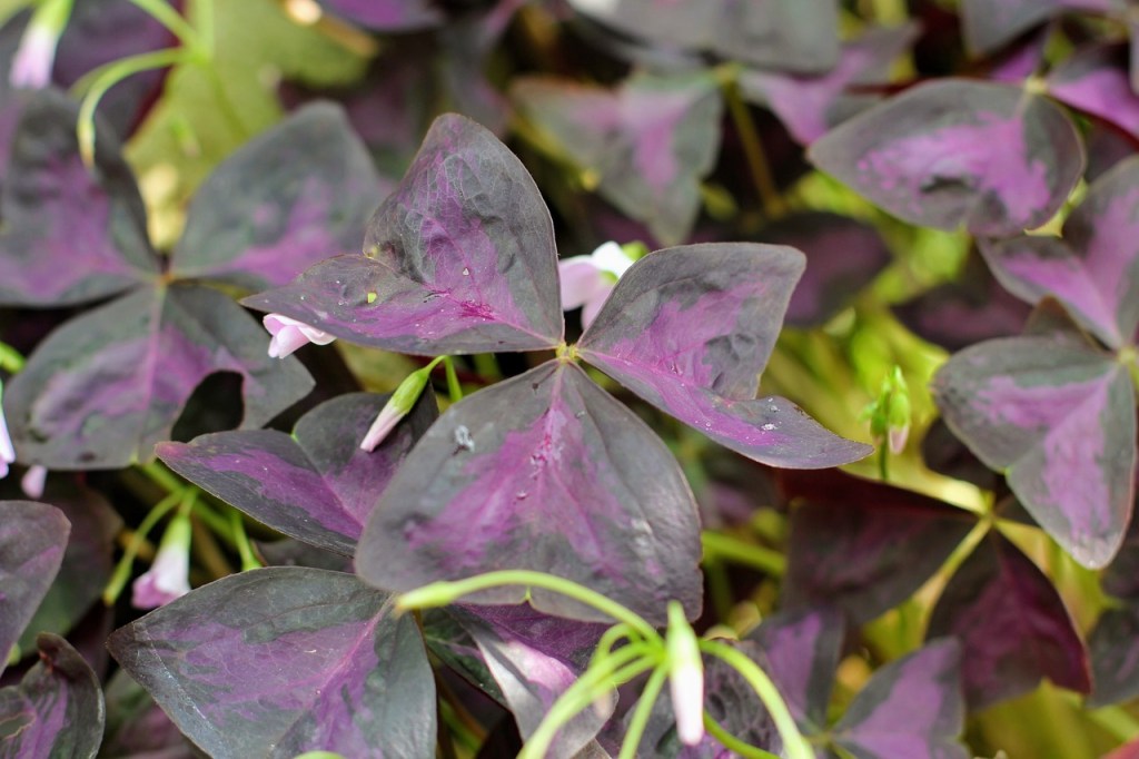 Oxalis triangularis leaves