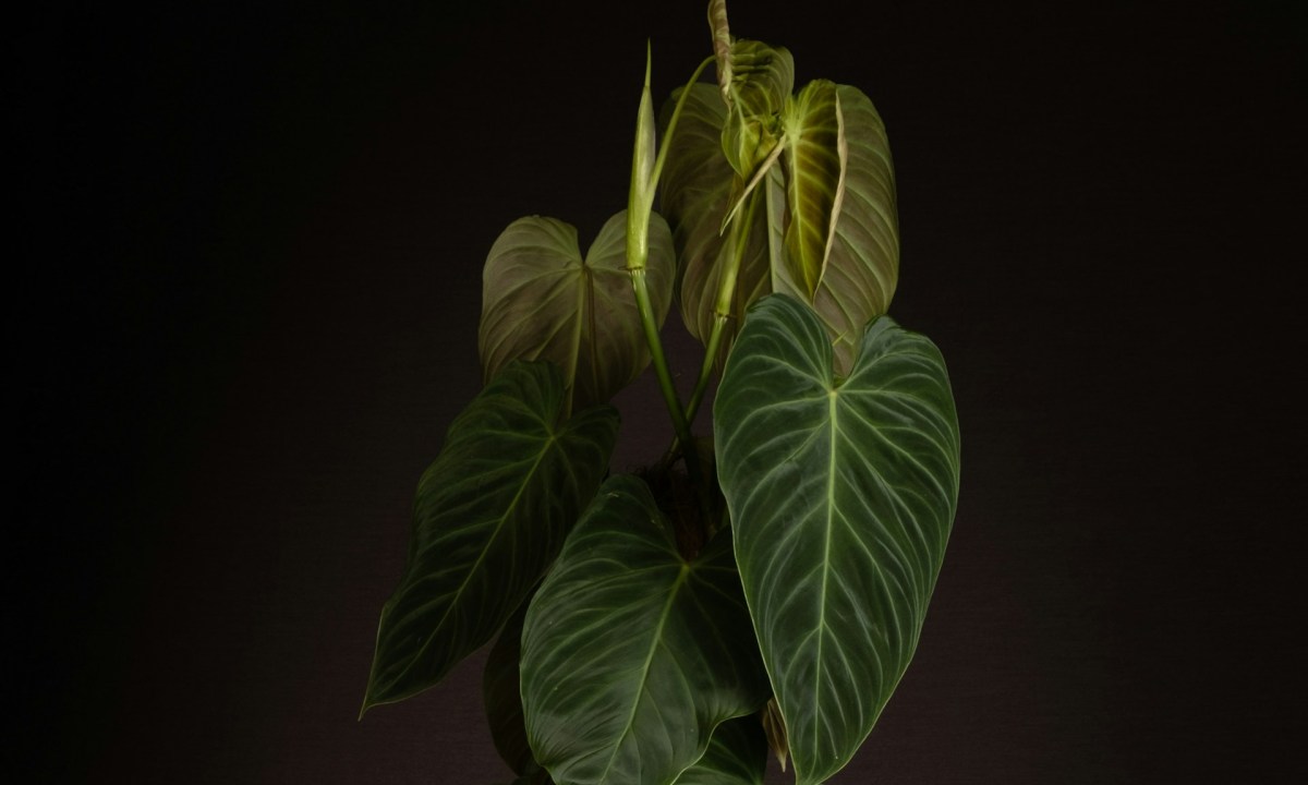 Philodendron micans plant