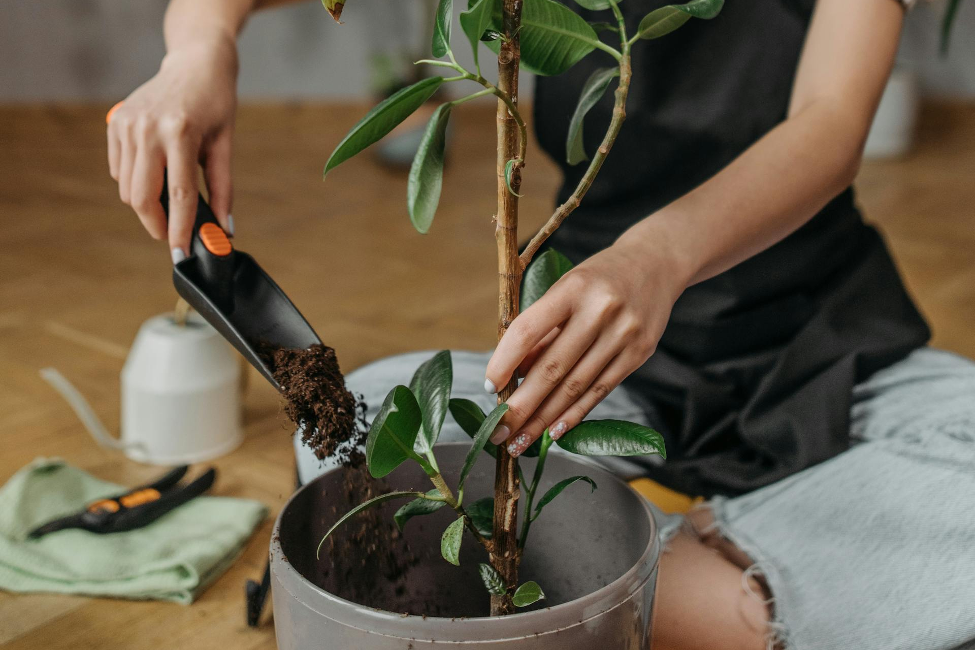 A woman planting a ficus Audrey plant