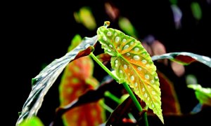 Polka dot begonia plant