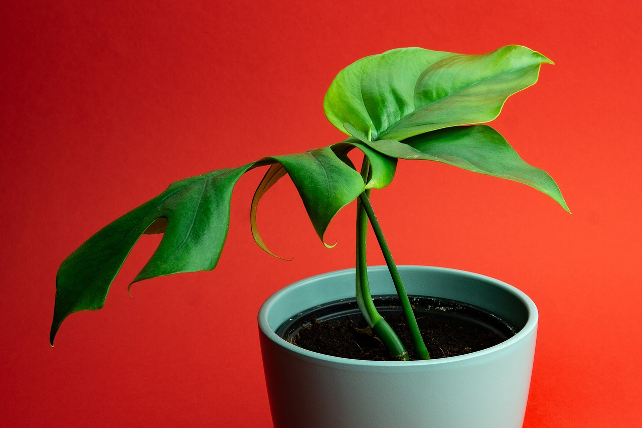 Potted mini monstera on a red background