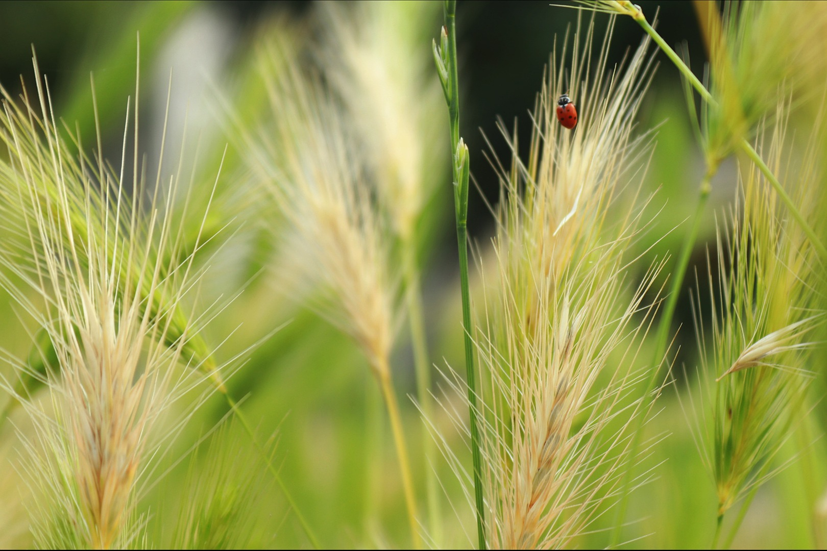 Rye grass seed heads