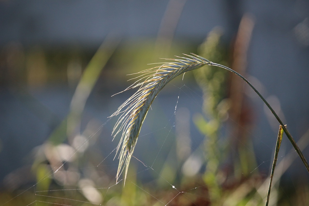 Rye grass seed head