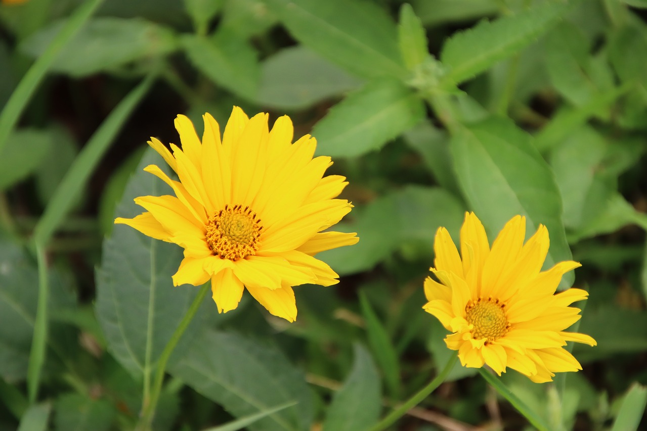 Yellow coreopsis flowers