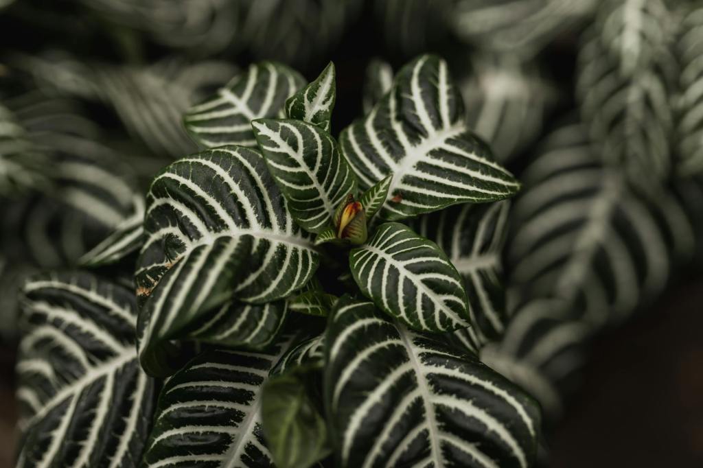 Zebra plant