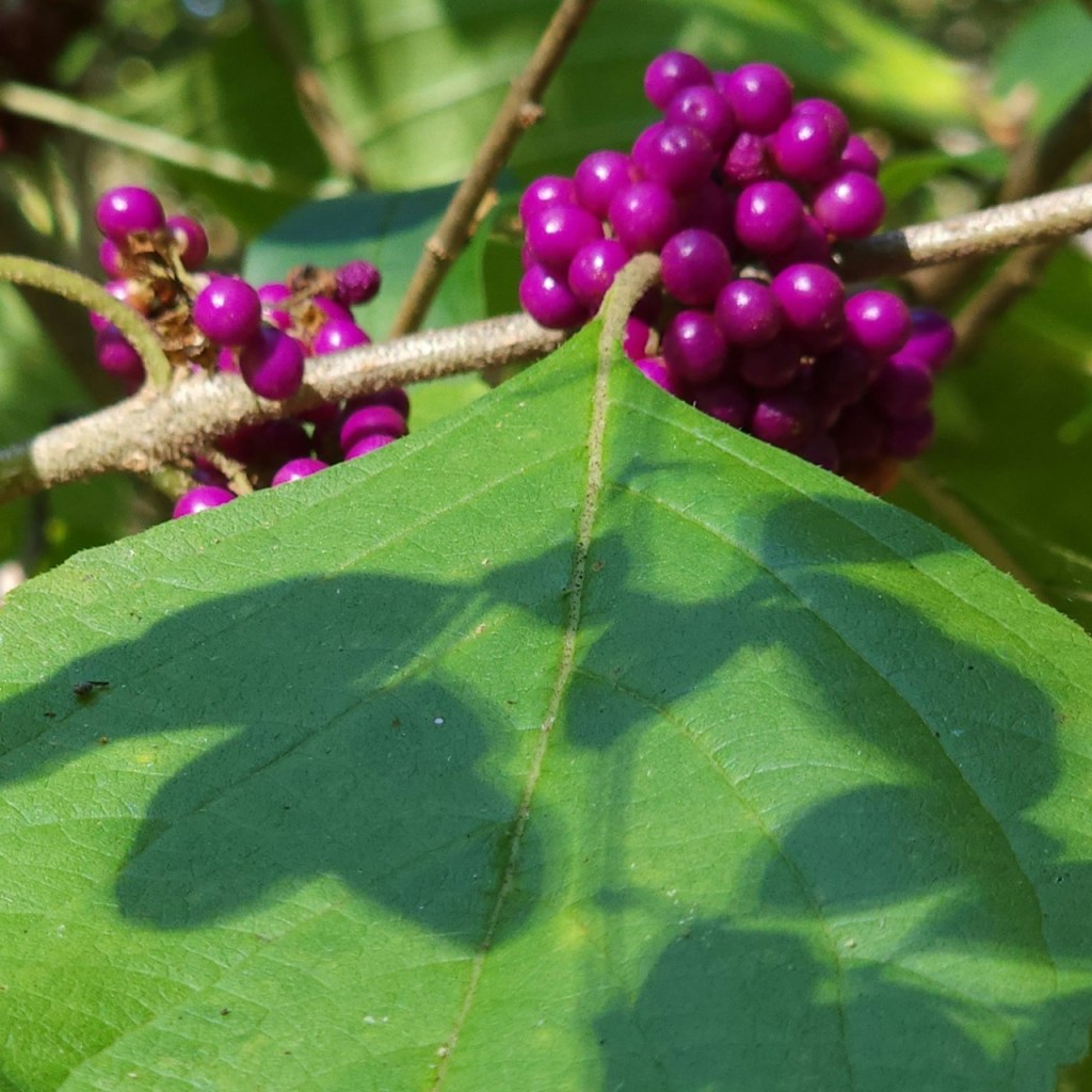 Beautyberry shrub with purple berries
