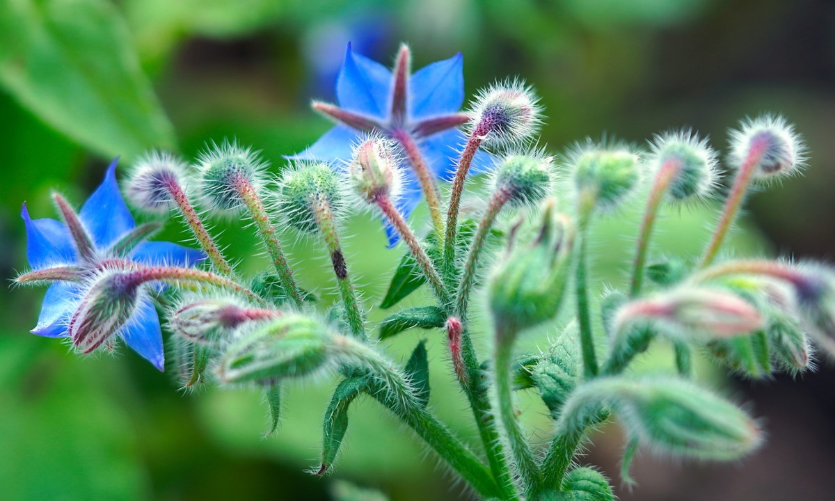 A borage plant with blue flowers