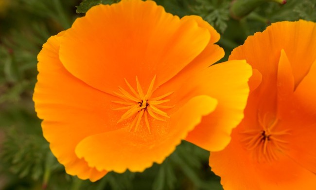 Orange California poppy flowers