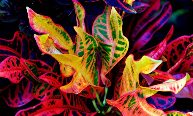 Colorful croton plant