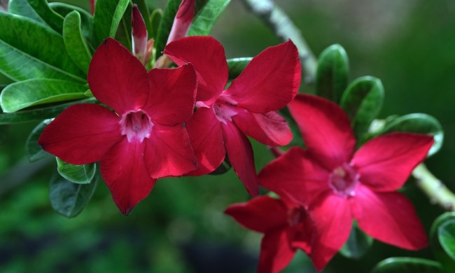 Dark pink desert rose flowers