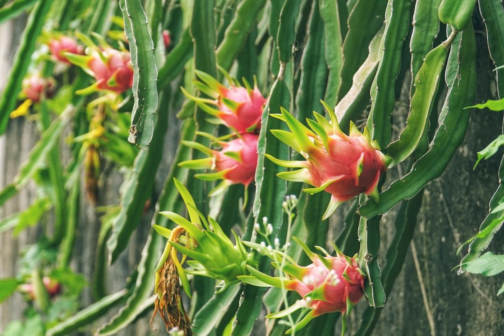Dragon fruit plants with ripe fruit