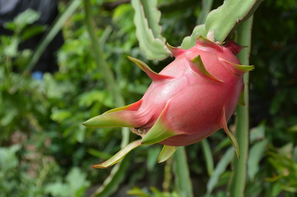 Ripe dragon fruit