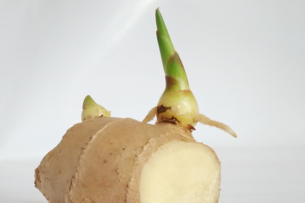 A ginger root with a small sprout
