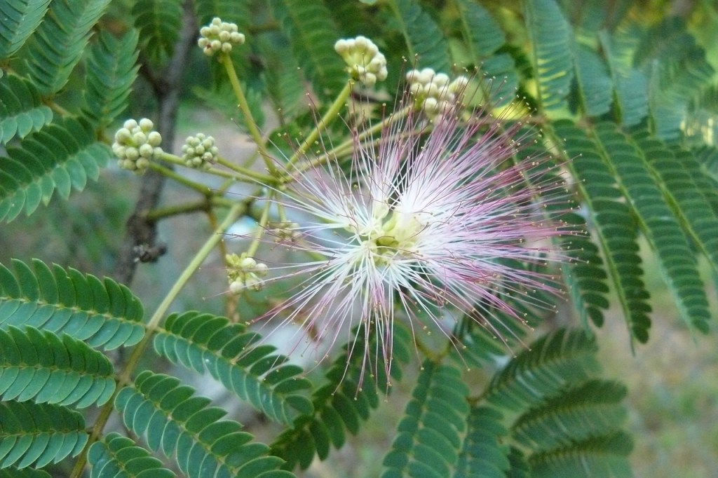 A pink and white mimosa plant flower