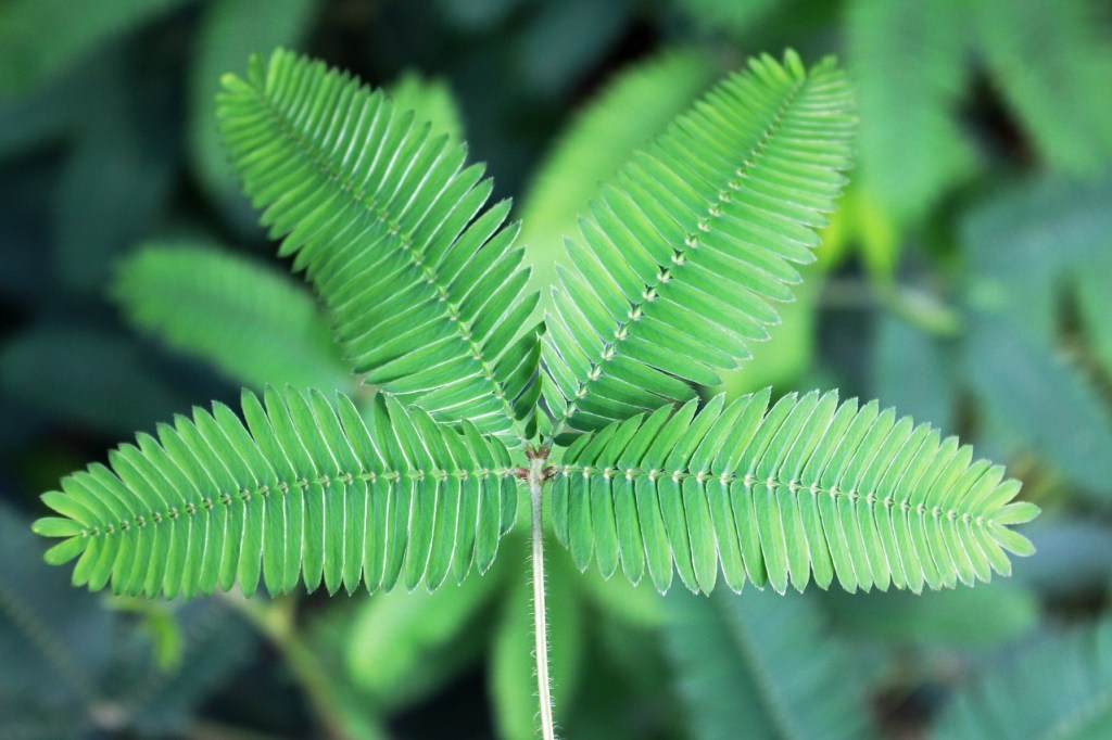 Mimosa plant leaves
