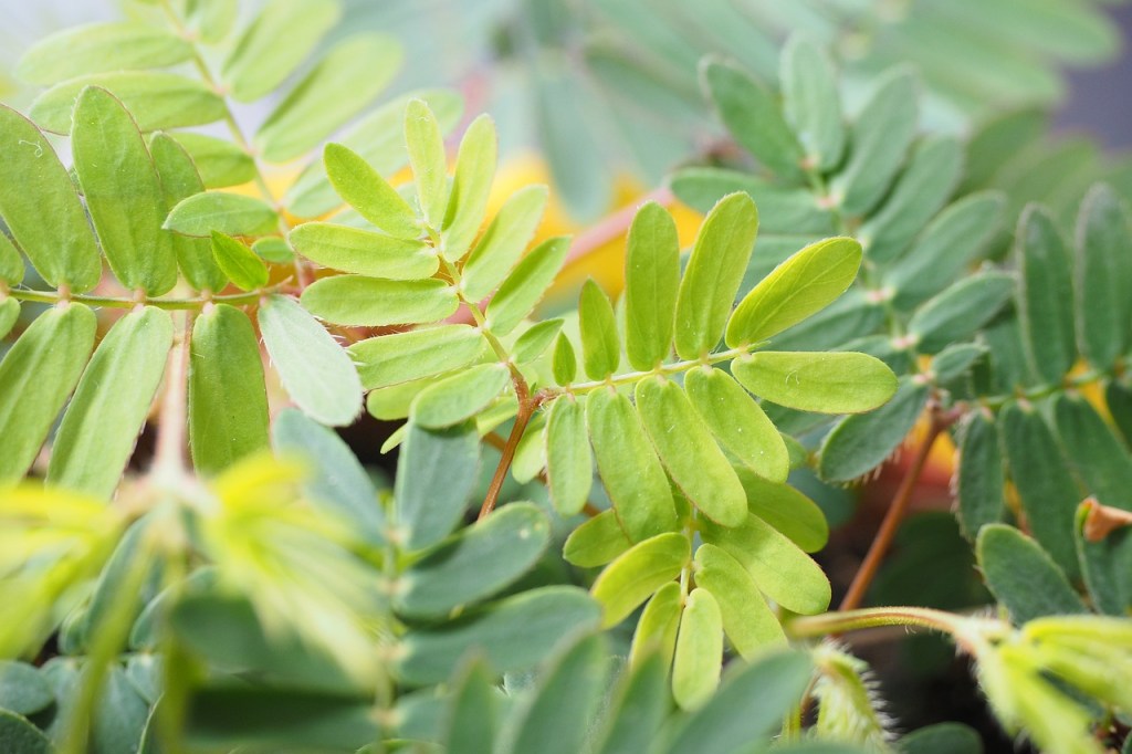 Mimosa plant leaves