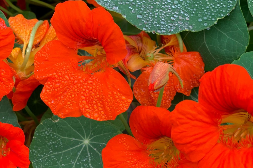 Orange nasturtium flowers