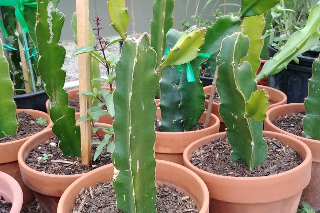 Potted dragon fruit plants