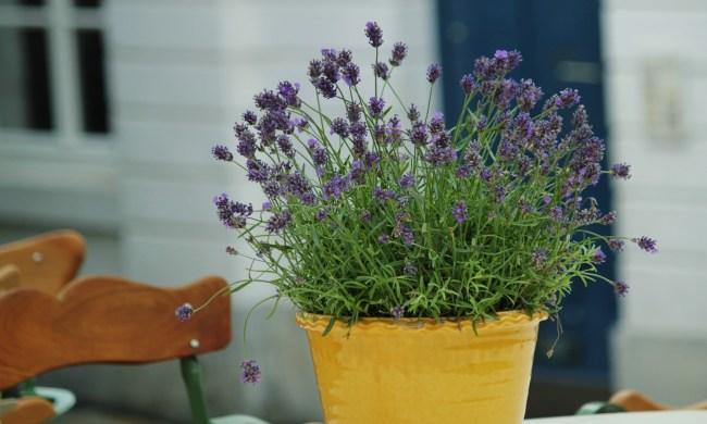 Lavender in a yellow flower pot
