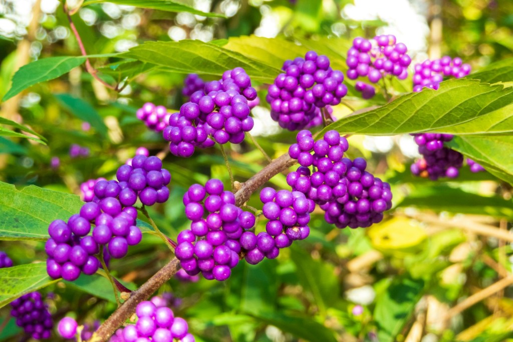Purple beautyberry fruits