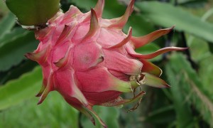 Ripe dragon fruit