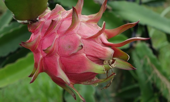 Ripe dragon fruit