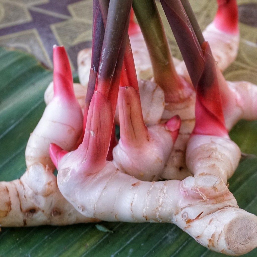 Sprouting red and pink ginger plants