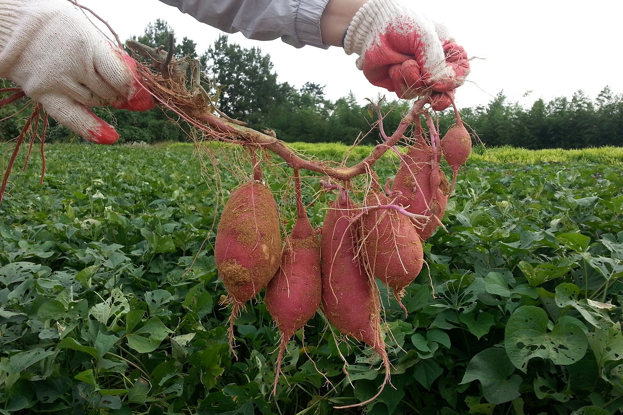 A farmer with gloves holding up freshly harvested sweet potatoes