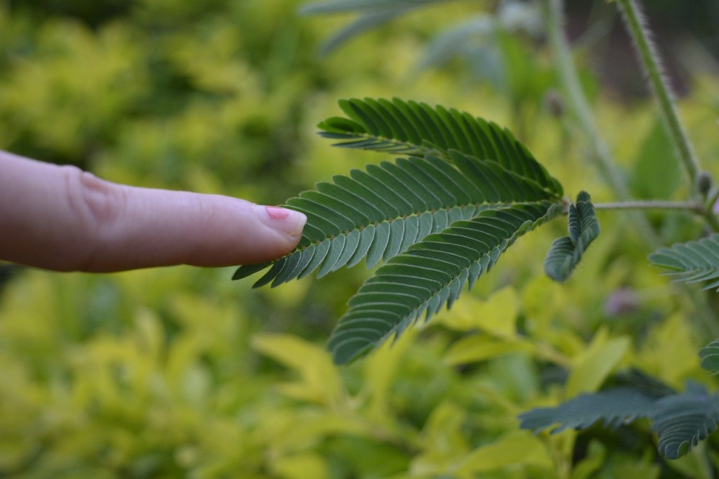 A finger gently touching a mimosa plant