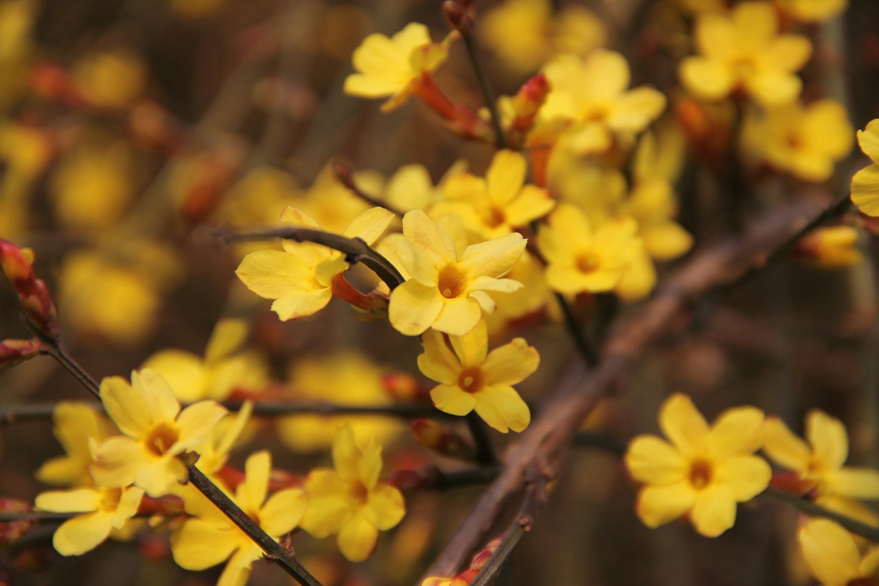 Yellow winter jasmine flowers