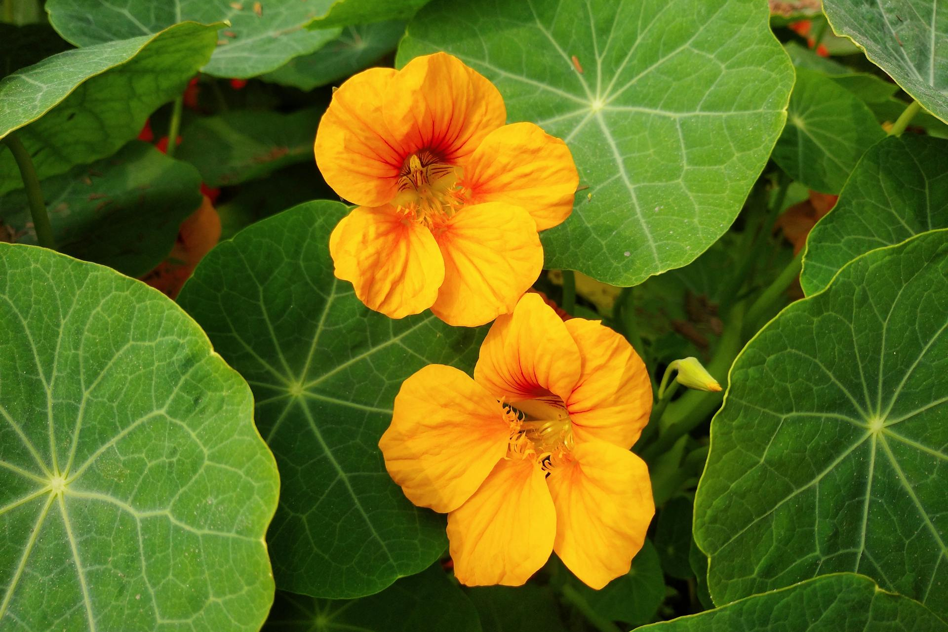 Yellow nasturtium flowers
