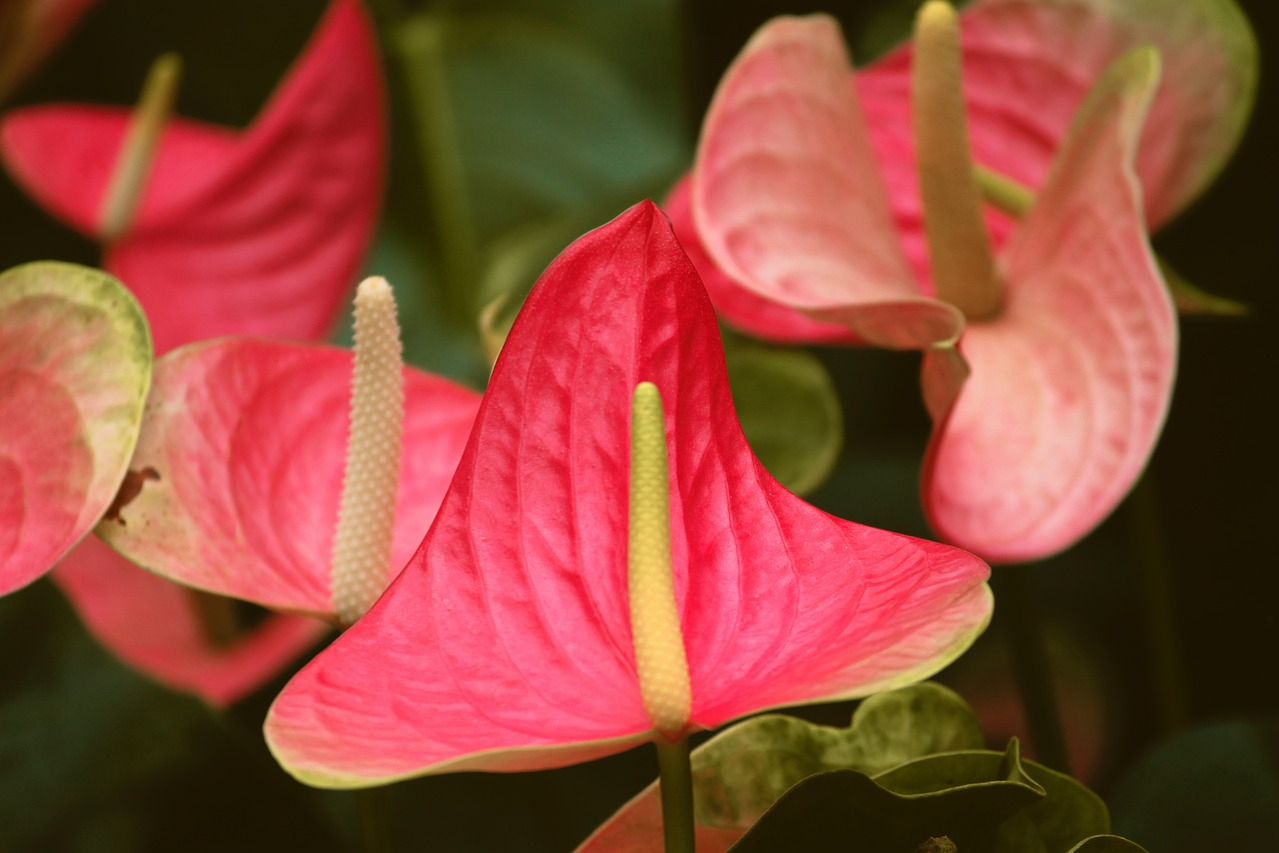 Pink anthurium flowers