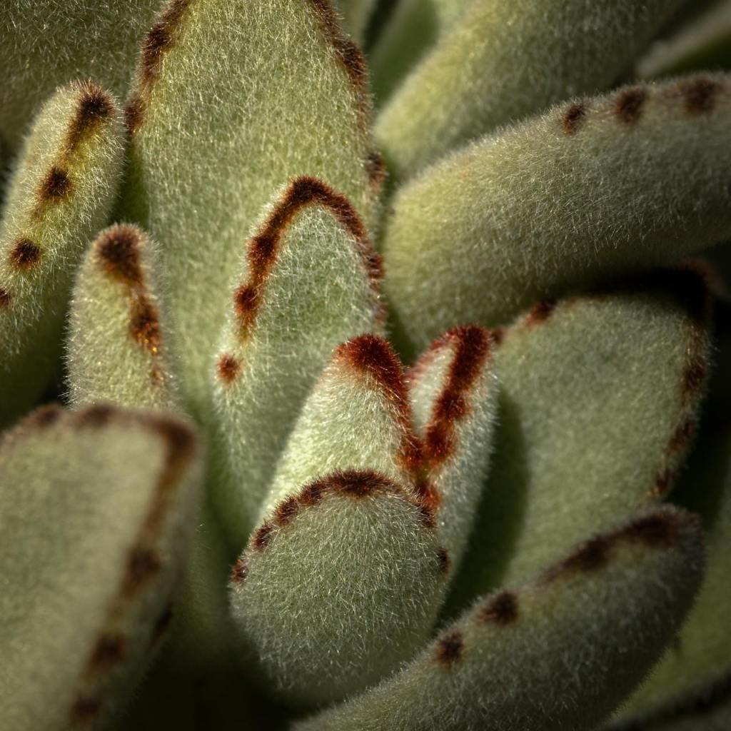 A close up of bear paw succulent leaves
