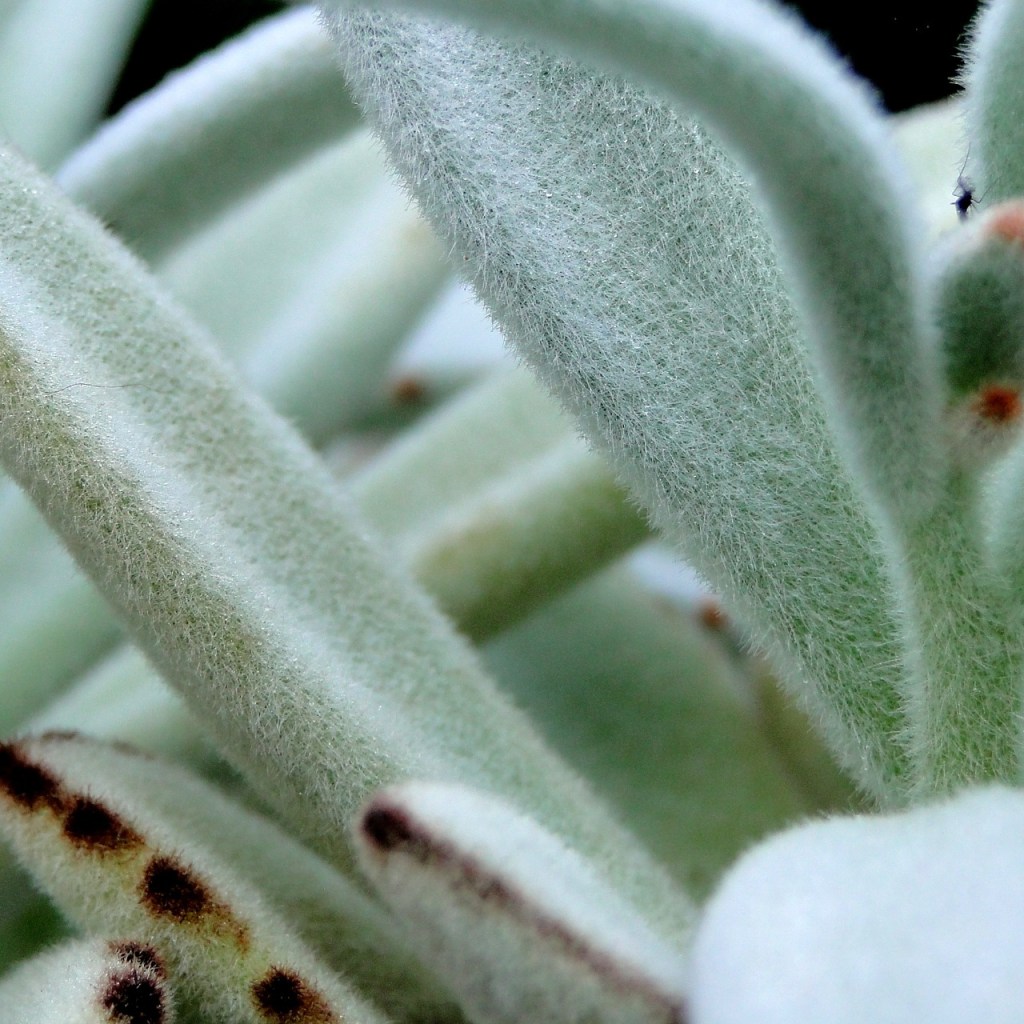 A close up of bear paw or panda plant succulent leaves