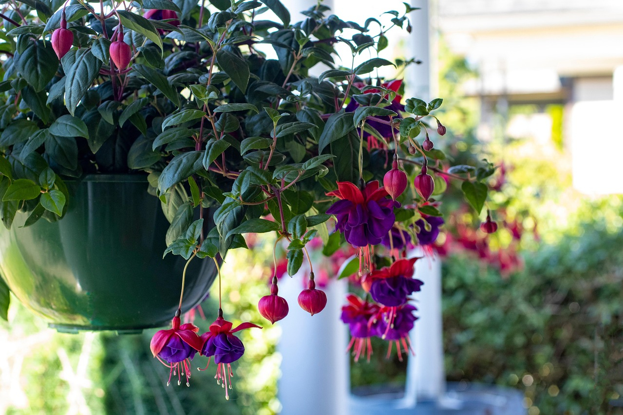 Fuchsia flowers in a hanging basket