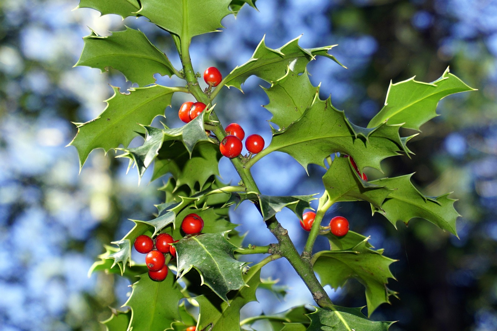 Holly bush with berries