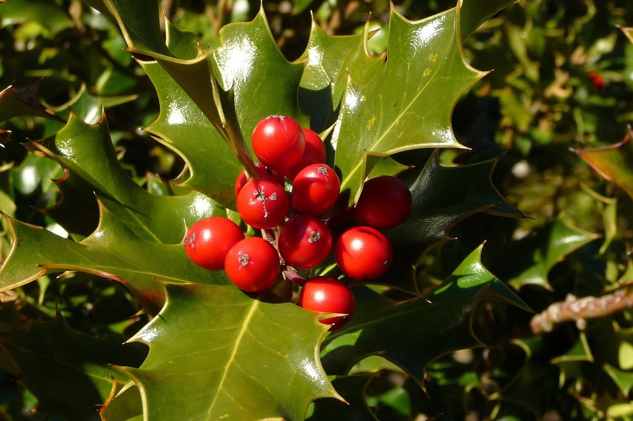 Holly leaves and berries