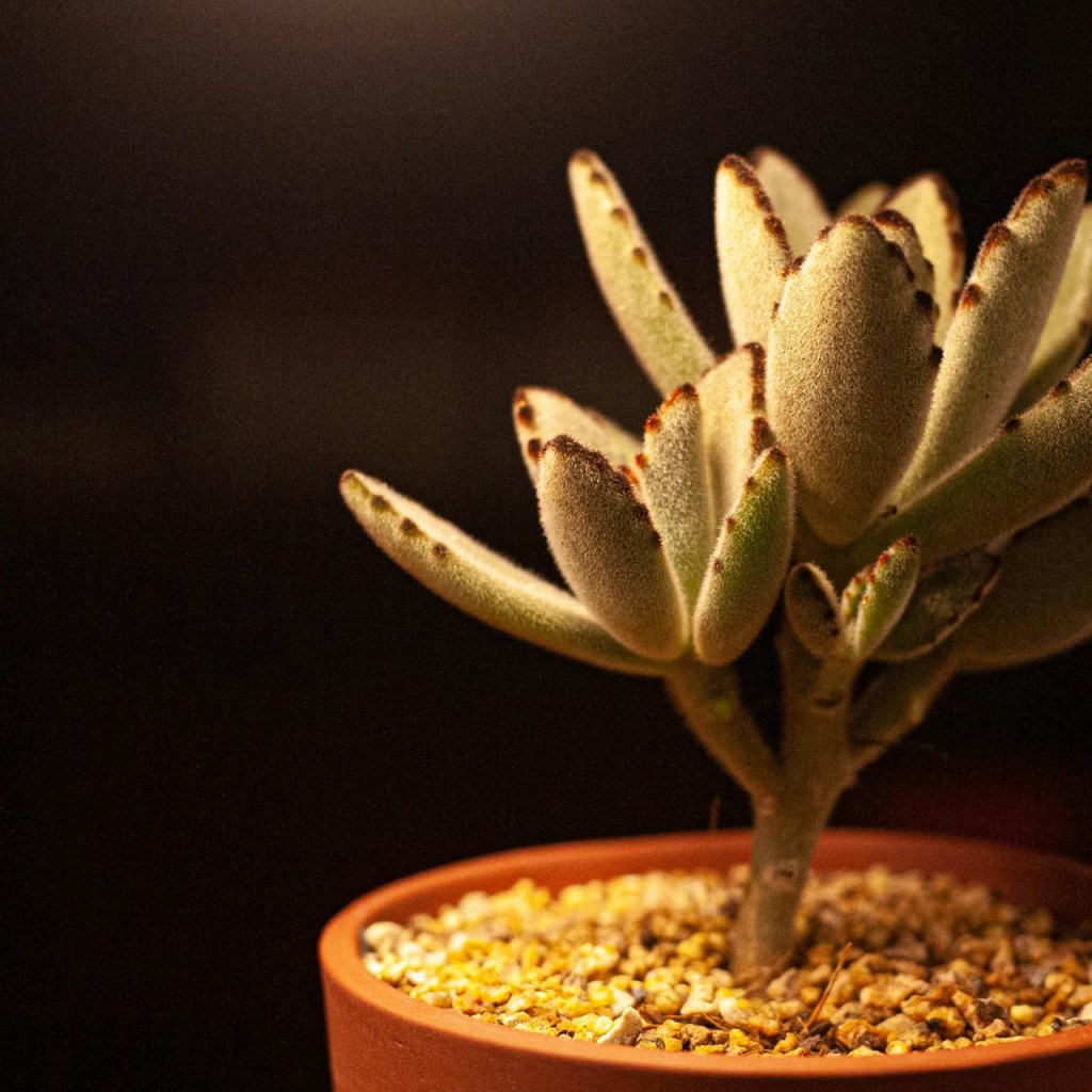 A small potted bear paw succulent