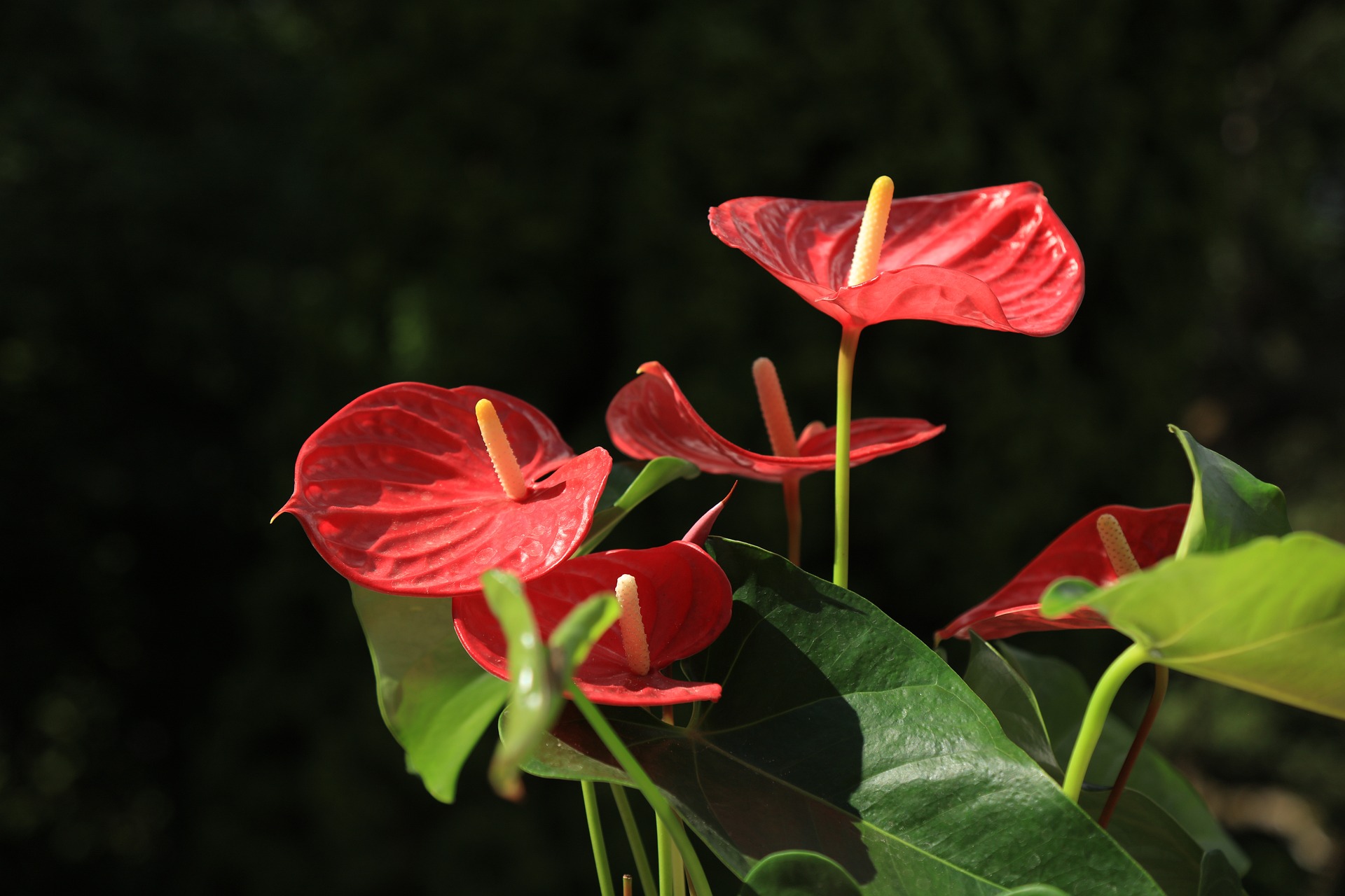 Red anthurium flowers