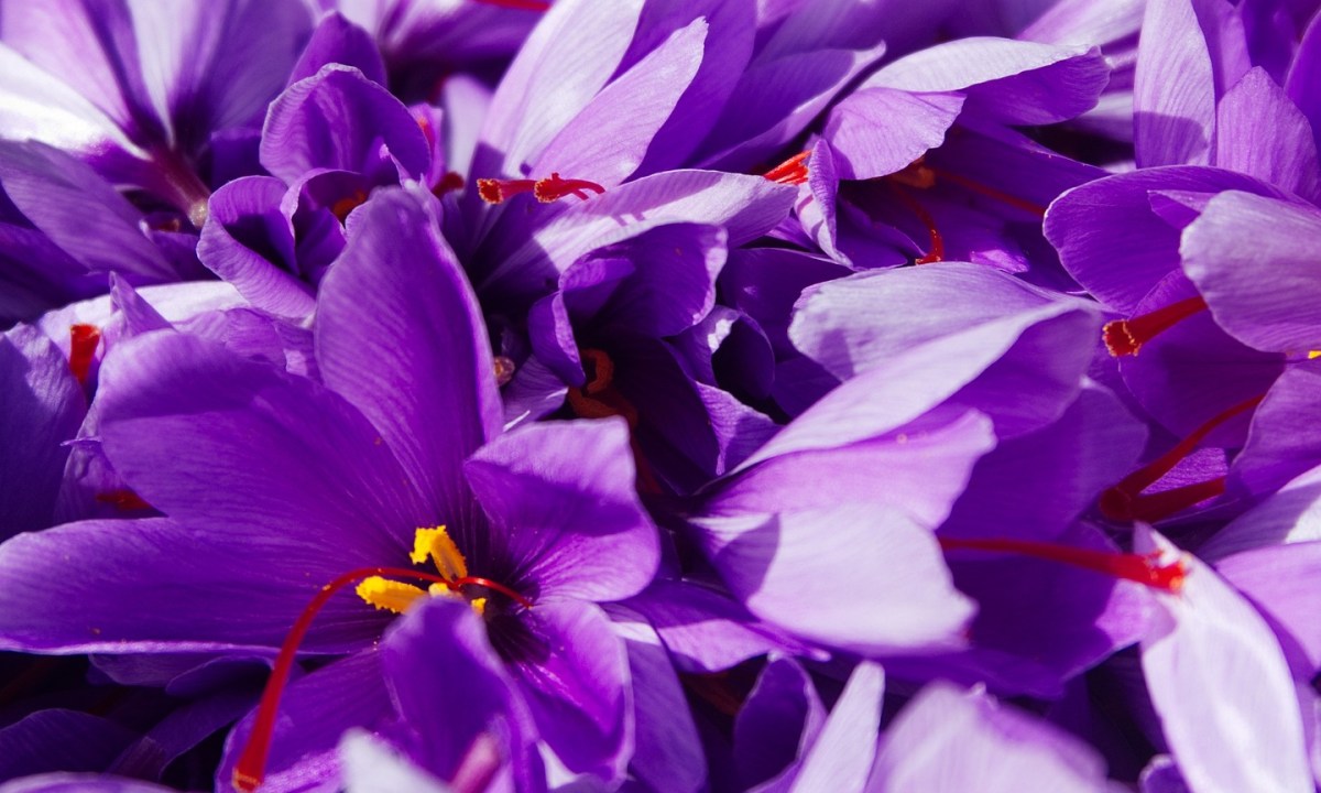 Saffron crocus flowers